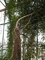 Cyphostemma laza Descoings (fam Vitacees) (Madagascar) (1) (Photo F. Mrugala)